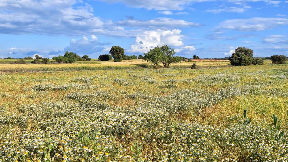 25.5.2019 Paisatge  L'Aranyó -  Ramon Sunyer