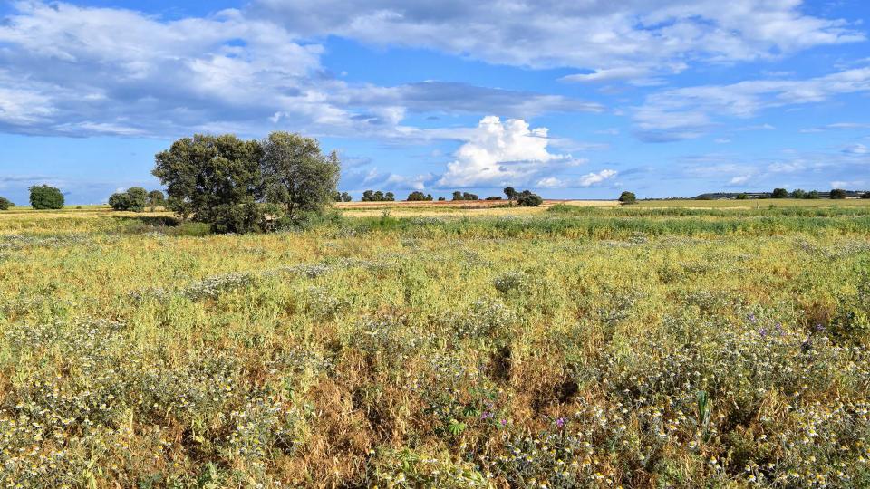 25 de Maig de 2019 Paisatge  L'Aranyó -  Ramon Sunyer