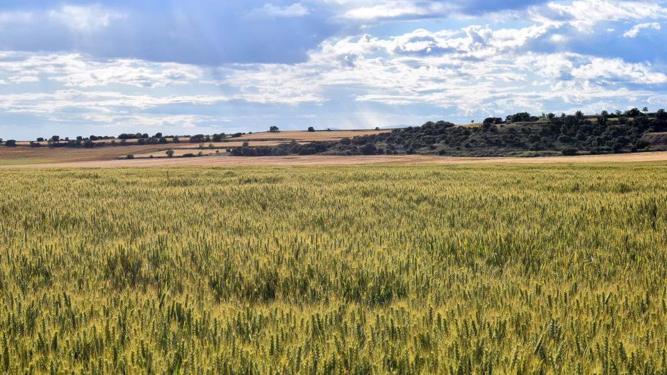 25 de Maig de 2019 Paisatge  L'Aranyó -  Ramon Sunyer