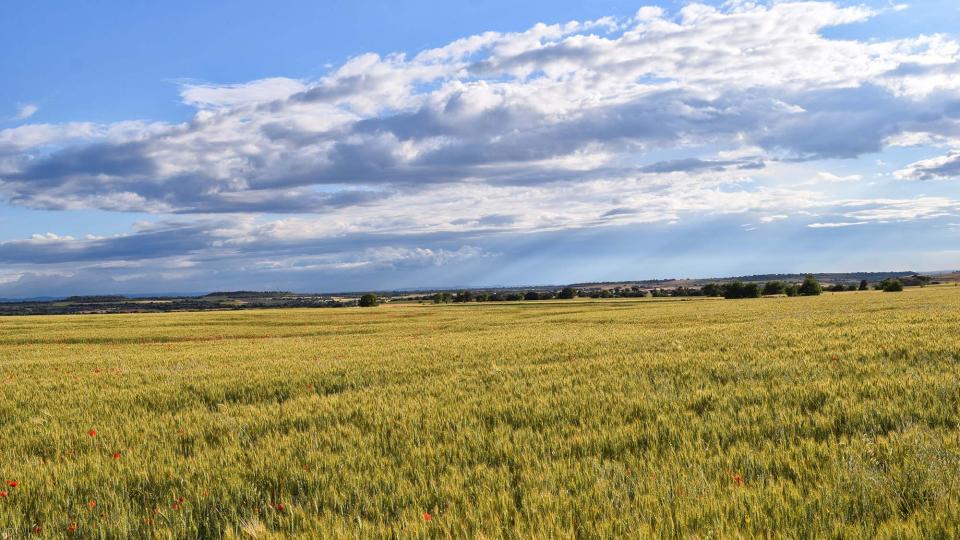 25.5.2019 Paisatge  Montcortès de Segarra -  Ramon Sunyer