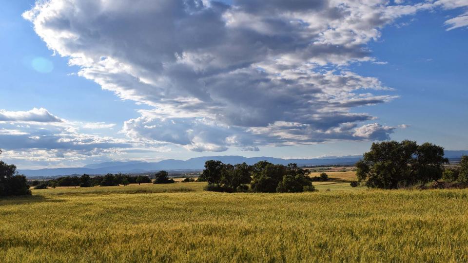 25 de Maig de 2019 Paisatge  Montcortès de Segarra -  Ramon Sunyer