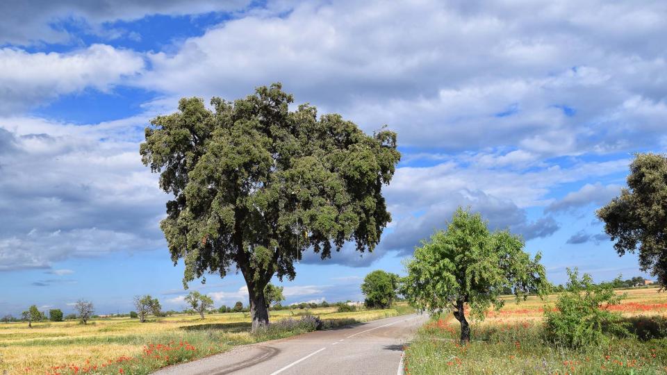 25.5.2019 Paisatge  El Canós -  Ramon Sunyer