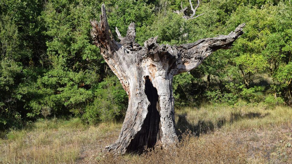 11.9.2019 Arbre sec  Rocamora i Sant Magí de la Brufaganya -  Ramon Sunyer