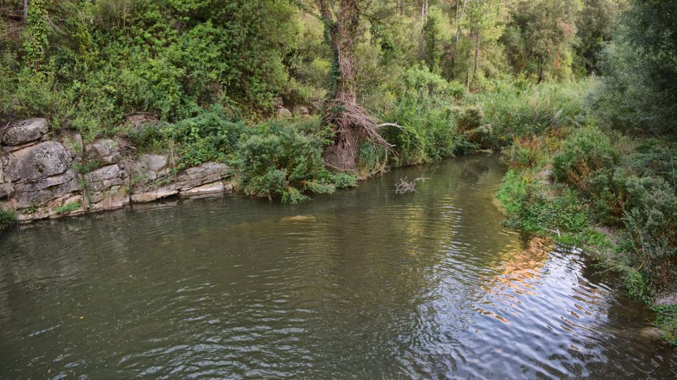 11.9.2019 Peixera al riu Gaià  Santa Perpètua de Gaià -  Ramon Sunyer