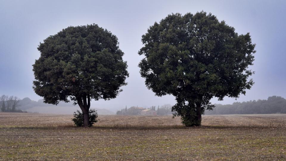 6 de Desembre de 2019 Paisatge  La Fortesa -  Ramon Sunyer