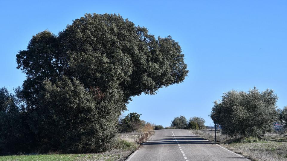 15.12.2019 Paisatge  El Canós -  Ramon Sunyer