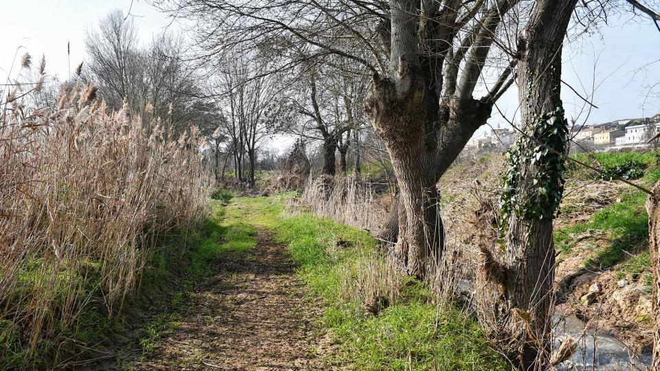 9.2.2020 Camí de la peixera  Sedó -  Ramon Sunyer