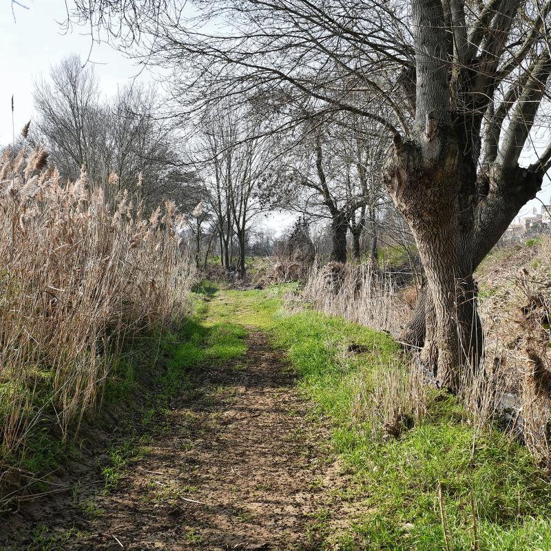 9.2.2020 Camí de la peixera  Sedó -  Ramon Sunyer