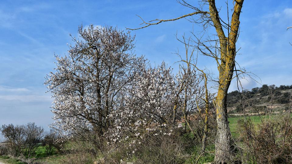 9.2.2020 ametllers florits  Castellnou d'Oluges -  Ramon Sunyer