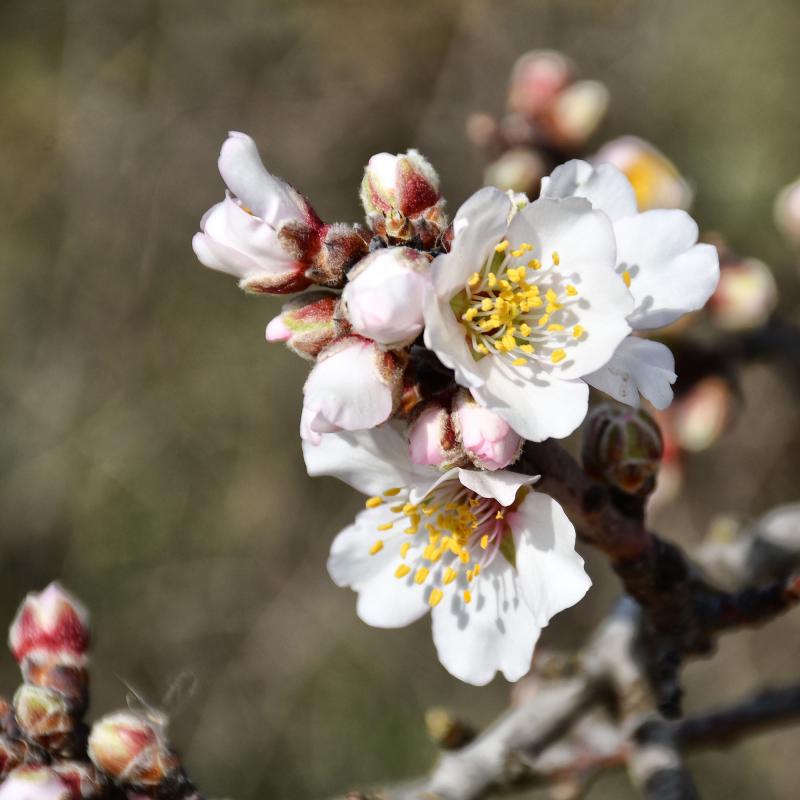 9.2.2020 ametllers florits  Castellnou d'Oluges -  Ramon Sunyer