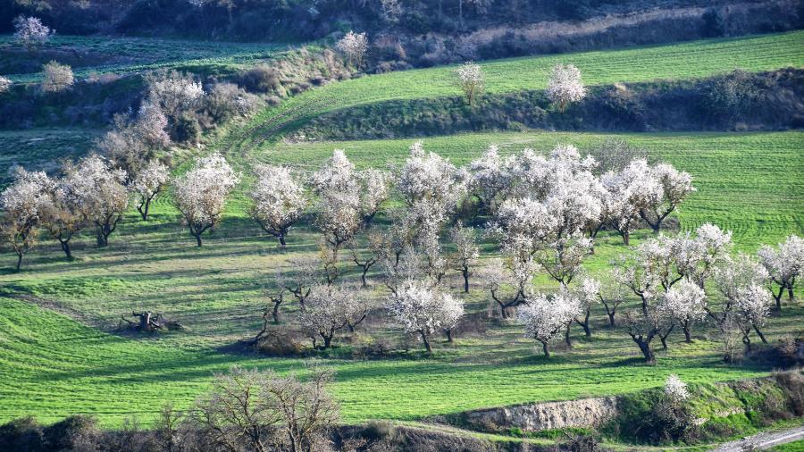 Ruta a peu de Rubinat-Font voltada-Rubinat - Autor Ramon Sunyer (2020)