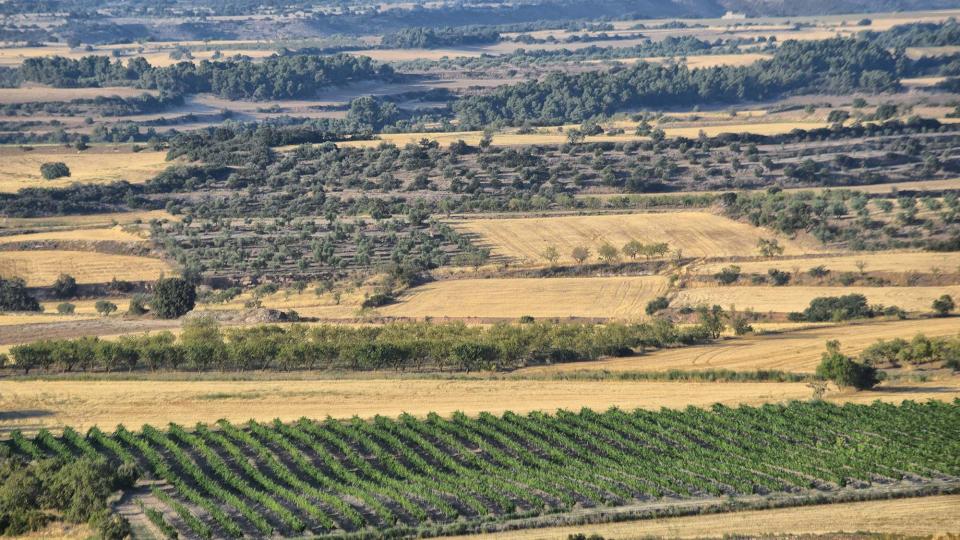 10.8.2019 La Bovera  Guimerà -  Ramon Sunyer