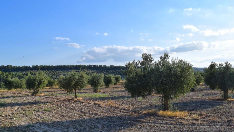 paisatge 10.8.2019 paisatge El Vilet - Ramon Sunyer