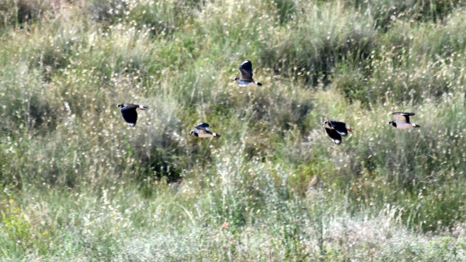 30.5.2020 Aiguamolls de la Serra de Queralt  Sisteró -  Ramon Sunyer