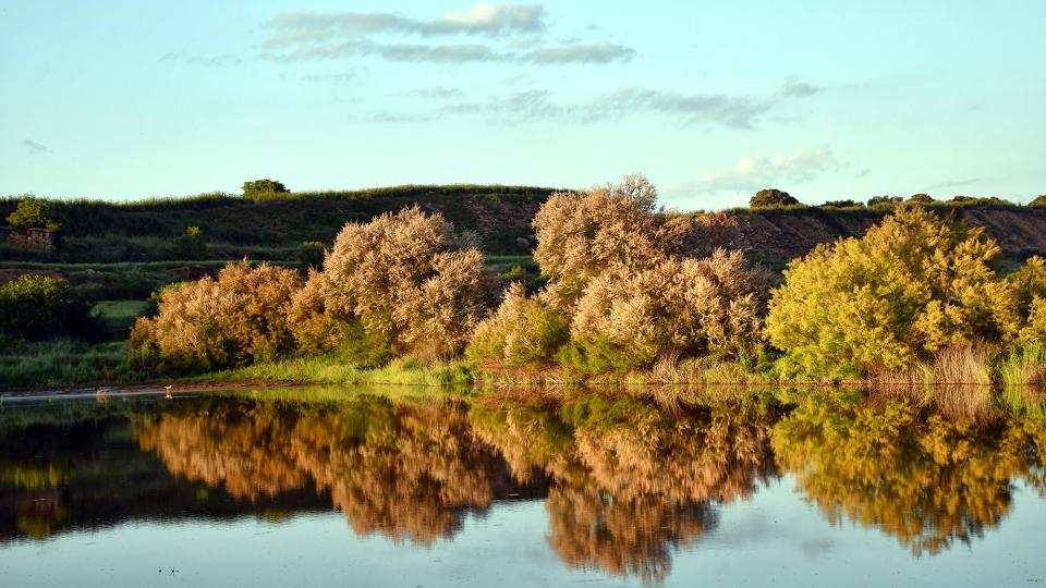 17 de Maig de 2020 Aiguamolls de la Serra de Queralt  Sisteró -  Ramon Sunyer