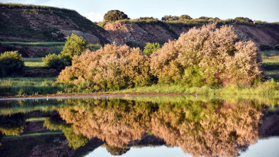 17 de Maig de 2020 Aiguamolls de la Serra de Queralt  Sisteró -  Ramon Sunyer