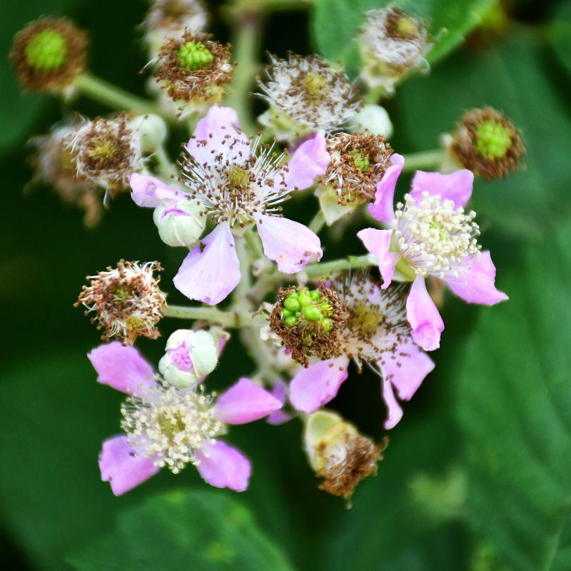 21.6.2020 flor de l'esbarzer  Concabella -  Ramon Sunyer