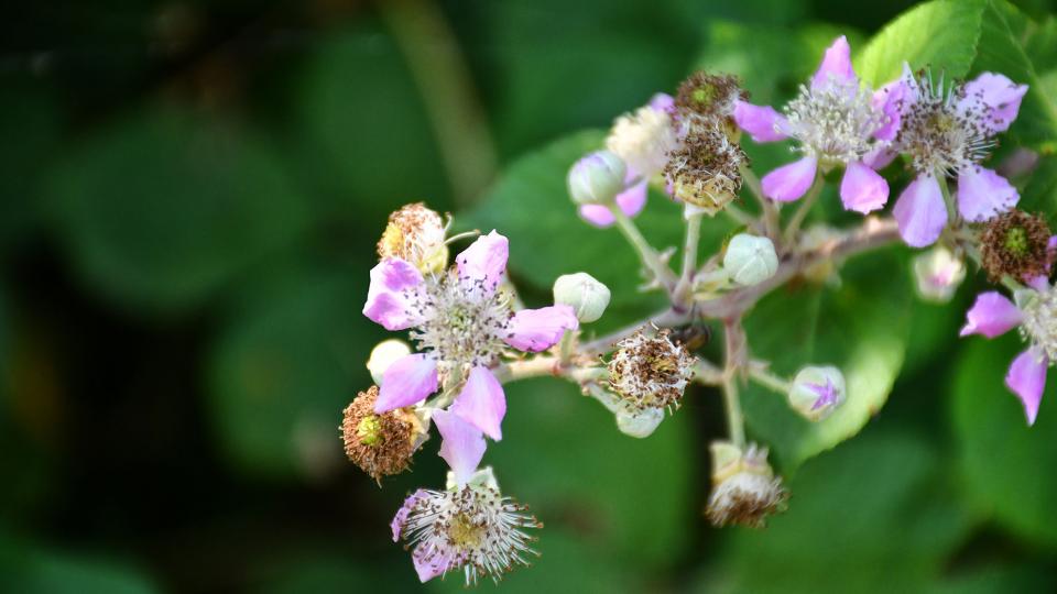 21.6.2020 flor de l'esbarzer  Concabella -  Ramon Sunyer