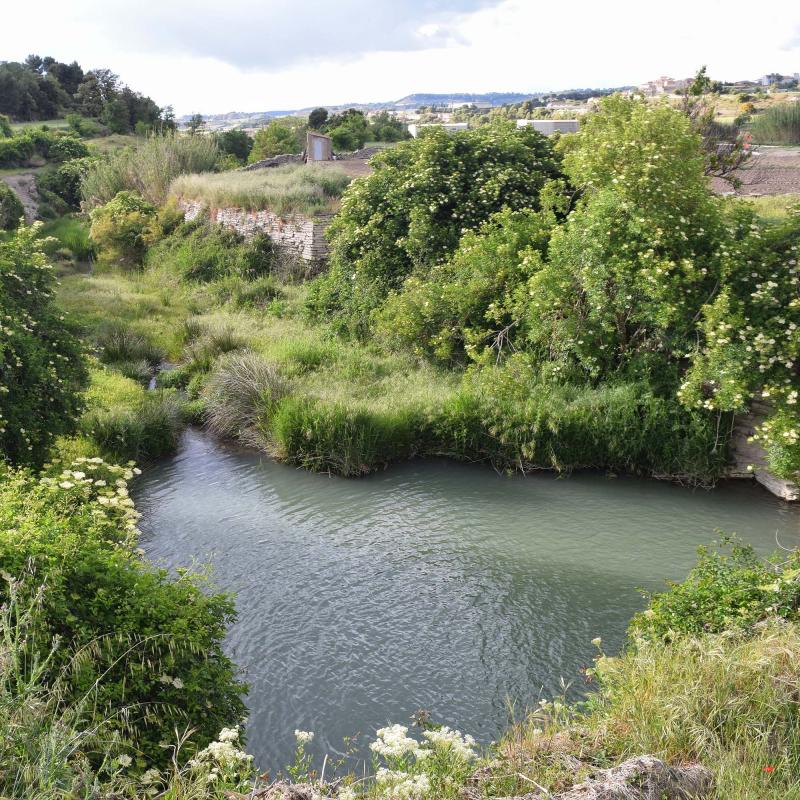 18.5.2019 Peixera al riu Ondara  Pallerols -  Ramon Sunyer