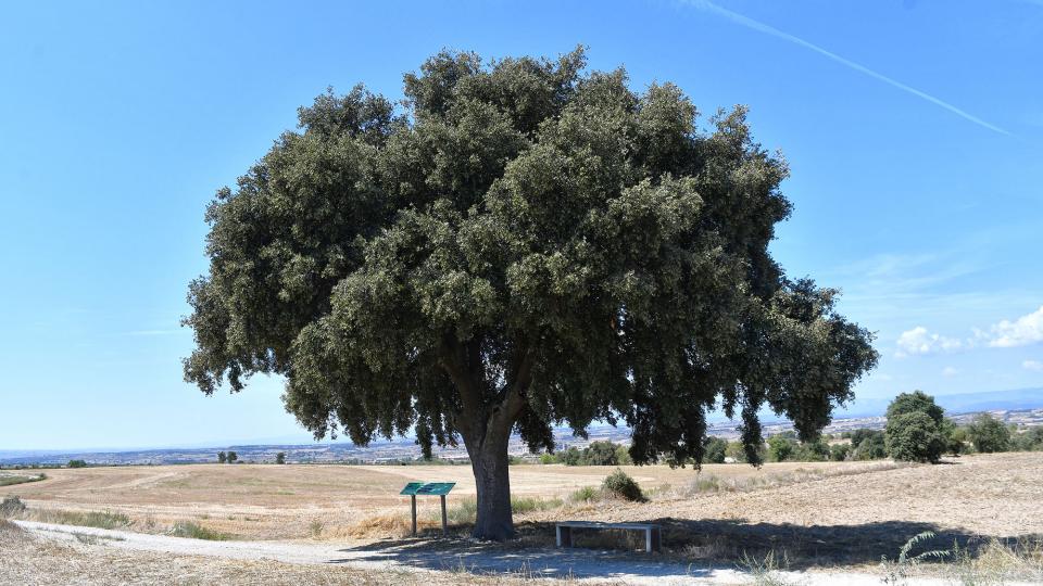 5 de Setembre de 2021 Alzina de cal Mestret  Guissona -  Ramon Sunyer