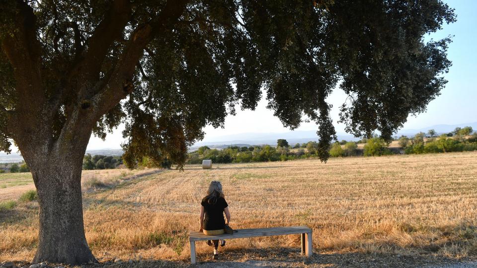 24.8.2021 Alzina de cal Mestret  Guissona -  Ramon Sunyer