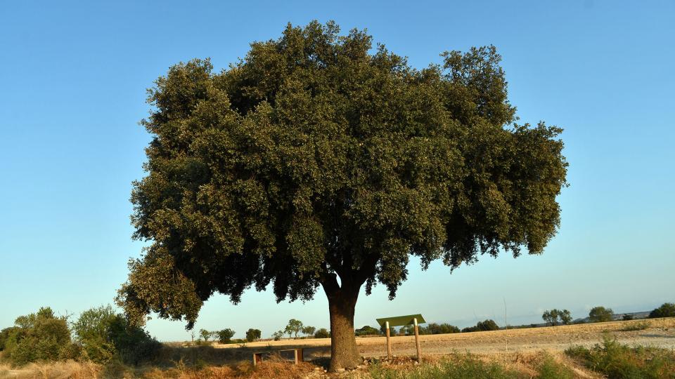 24.8.2021 Alzina de cal Mestret  Guissona -  Ramon Sunyer