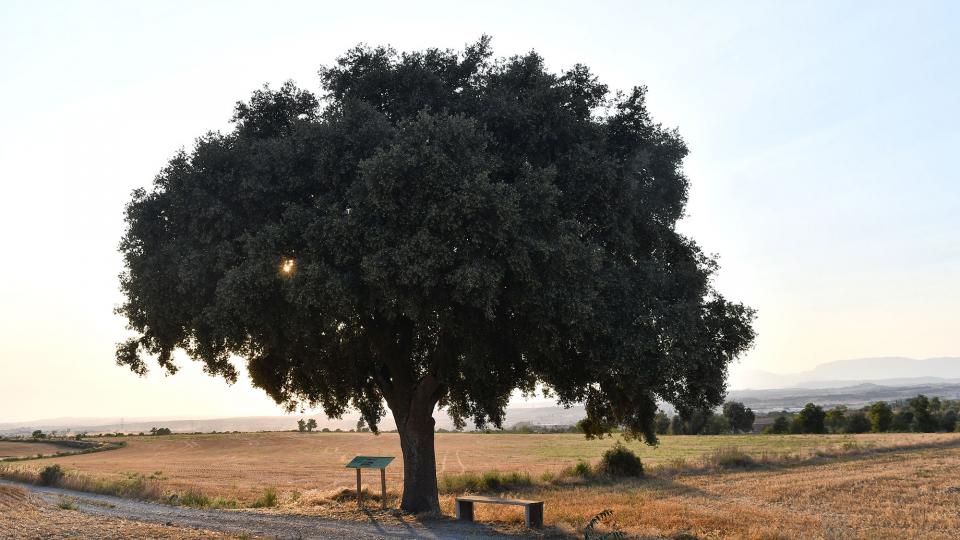 24.8.2021 Alzina de cal Mestret  Guissona -  Ramon Sunyer