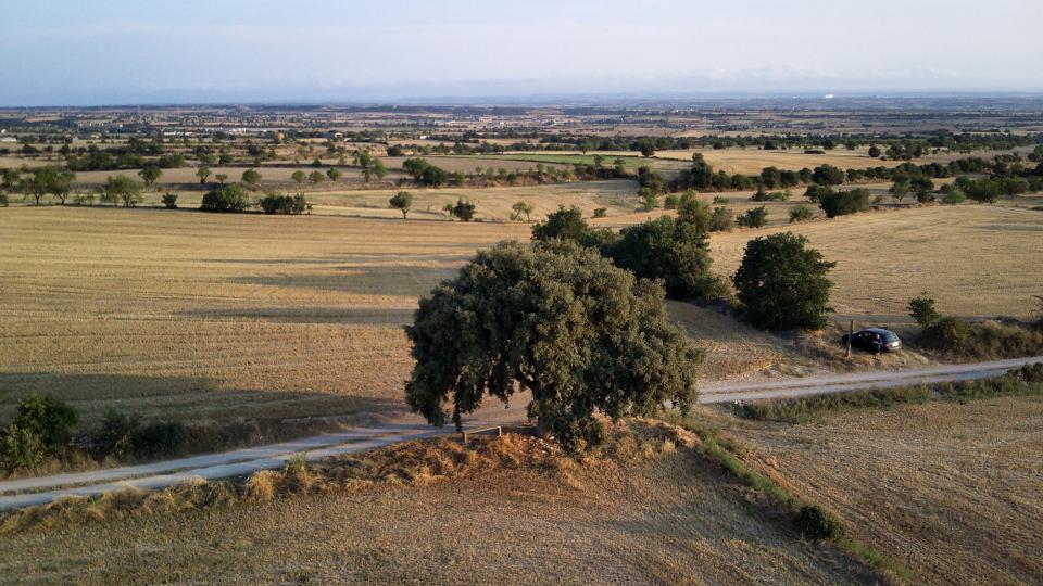 24 de Agost de 2021 Alzina de cal Mestret  Guissona -  Ramon Sunyer