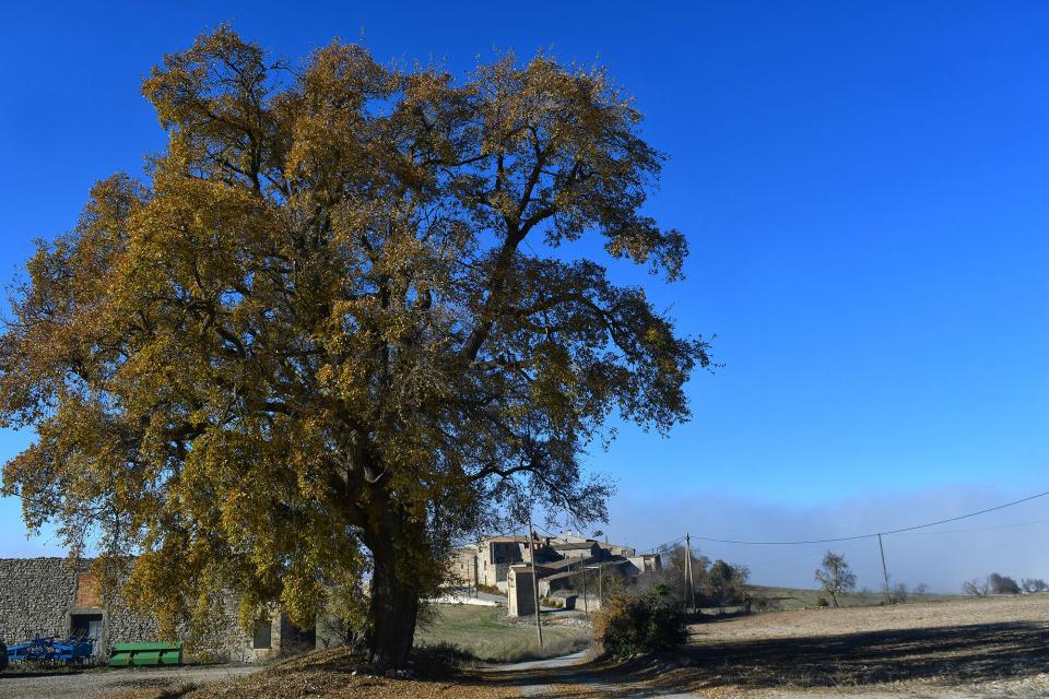 19 de Desembre de 2021 Roure monumental  Llindars -  Ramon Sunyer