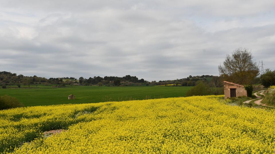 19 de Abril de 2022 sembrats de colza  Sant Pere des Vim -  Ramon Sunyer