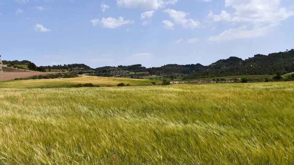 15.5.2022 sembrats  Sant Antolí i Vilanova -  Ramon Sunyer