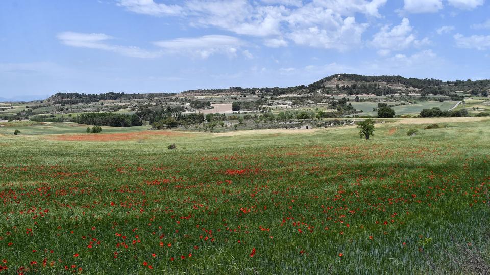 15.5.2022 sembrats  Sant Antolí i Vilanova -  Ramon Sunyer