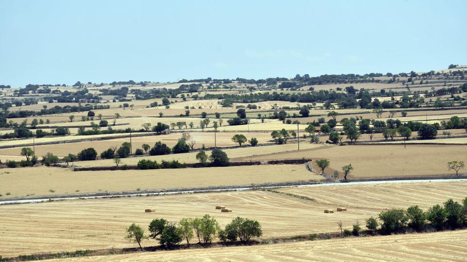 20.6.2022 Paisatge abans de la sega  Guissona -  Ramon Sunyer