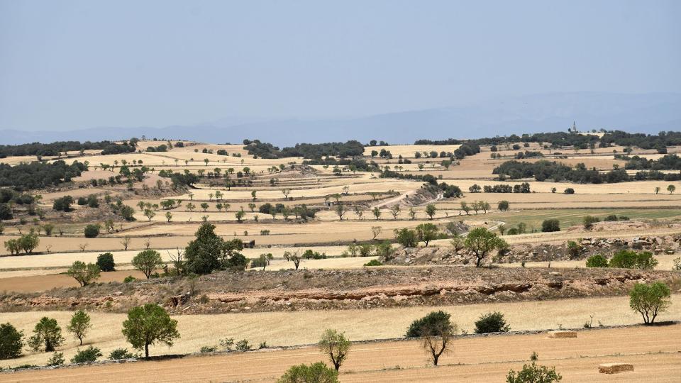 20.6.2022 Paisatge abans de la sega  Guissona -  Ramon Sunyer