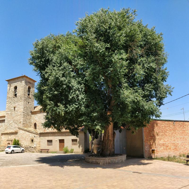 24.7.2022 Lledoner  Castellnou d'Oluges -  Ramon Sunyer