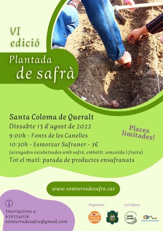 11.8.2022 cartell Plantada de safrà  -  Teresa Helena Balcells