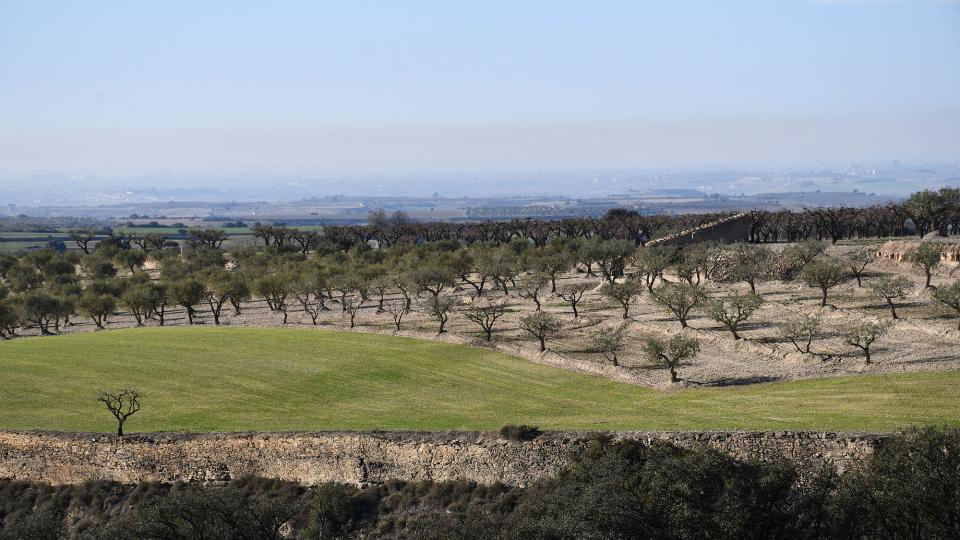 31.12.2022 Ametllers  Granyena de Segarra -  Ramon Sunyer