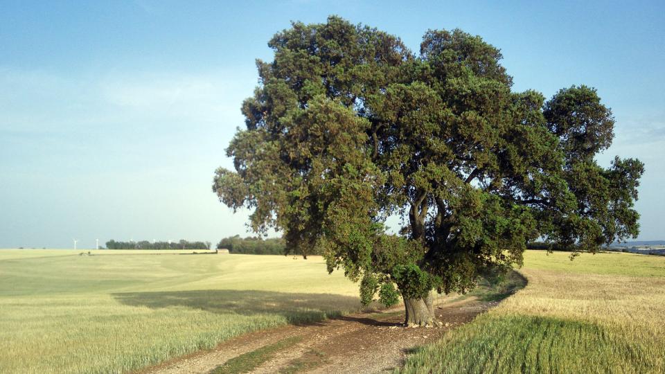 28.5.2023 alzina de Cal Joanet   Suró -  Ramon Sunyer