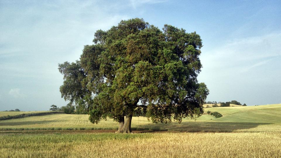 28.5.2023 alzina de Cal Joanet   Suró -  Ramon Sunyer