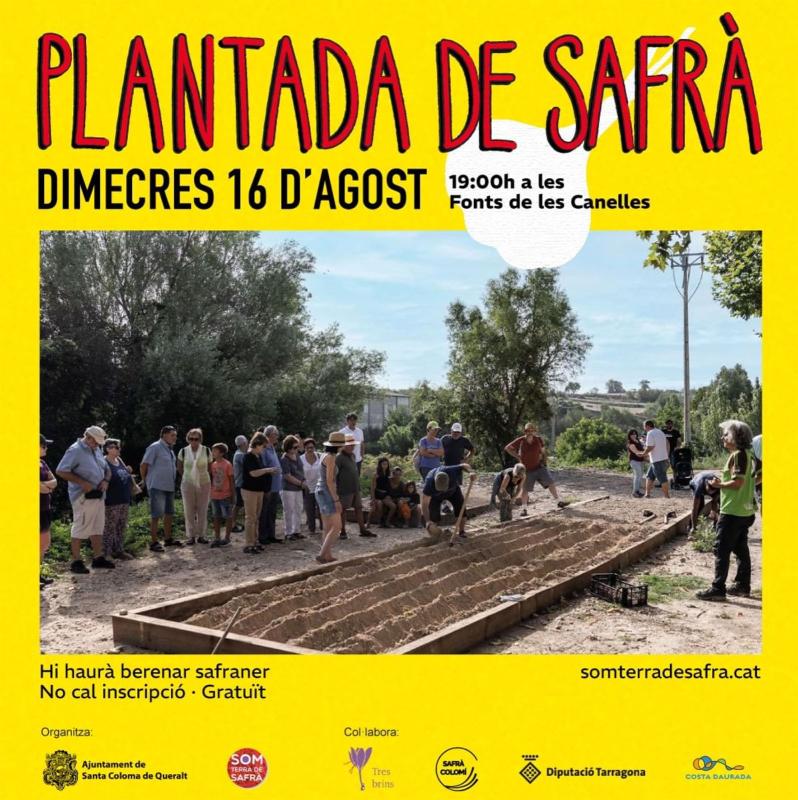 plantada safrà Festa Major de Santa Coloma de Queralt 2023 - Santa Coloma de Queralt