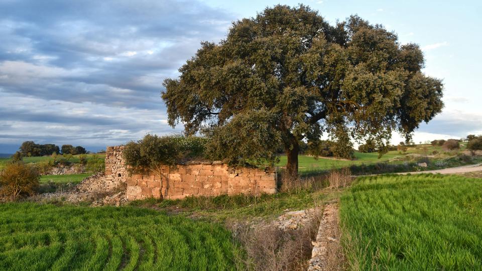 28.3.2024 Cabana de la Vinya del Paula  Massoteres -  Ramon Sunyer