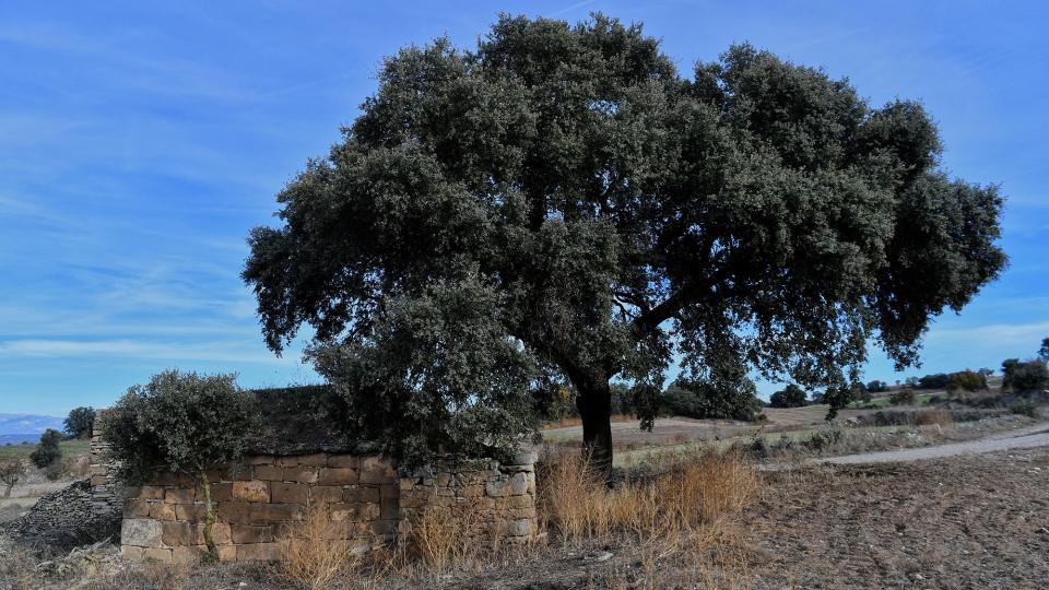 10 de Desembre de 2023 Cabana de la Vinya del Paula  Massoteres -  Ramon Sunyer