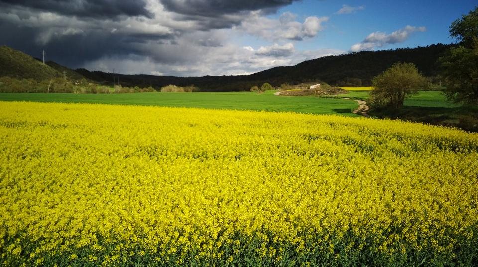 Colza a les Valls 16 de Abril de 2025 Colza a les Valls Torà - Ramon Sunyer