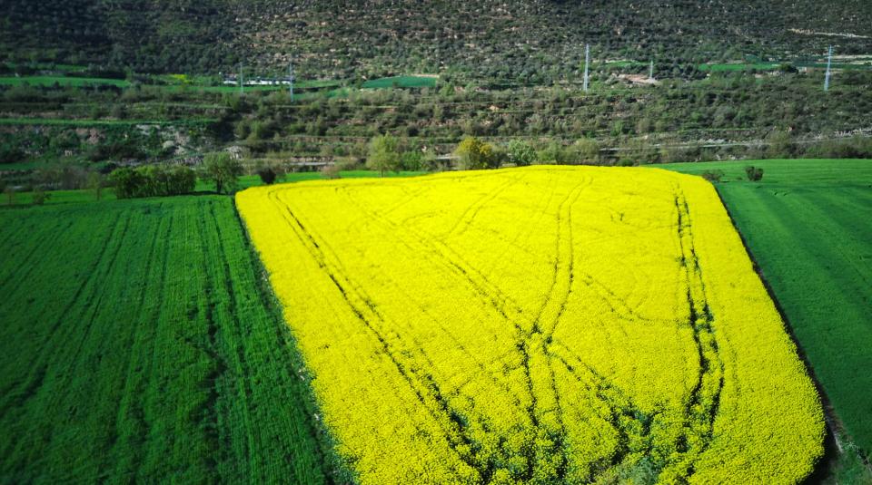 Colza a les Valls 16 de Abril de 2025 Colza a les Valls Torà - Ramon Sunyer