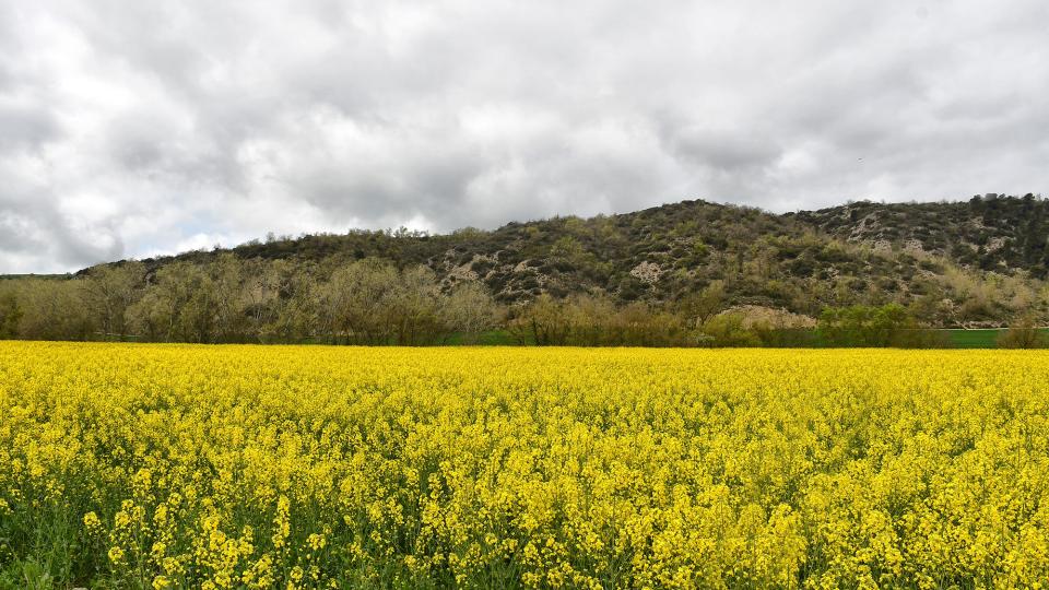 Colza als plans de Fontanet 13 de Abril de 2025 Colza als plans de Fontanet Torà - Ramon Sunyer