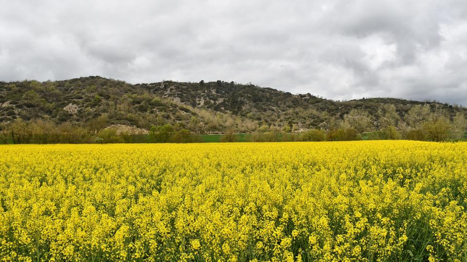 Colza als plans de Fontanet 13 de Abril de 2025 Colza als plans de Fontanet Torà - Ramon Sunyer
