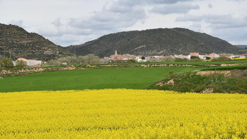 Colza a la Sentiu 13 de Abril de 2025 Colza a la Sentiu Torà - Ramon Sunyer