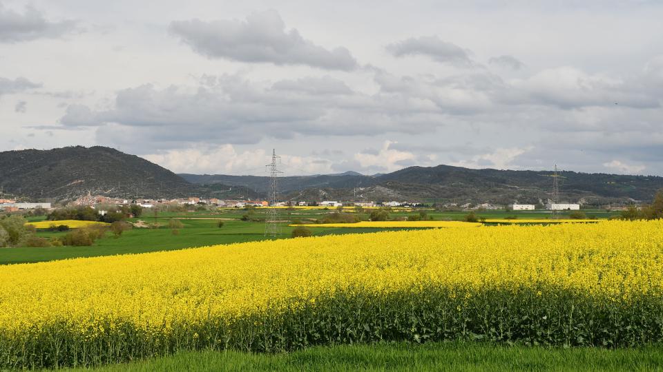 Colza a la Sentiu 13 de Abril de 2025 Colza a la Sentiu Torà - Ramon Sunyer