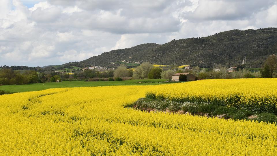 Colza al pla de Torà 13 de Abril de 2025 Colza al pla de Torà Torà - Ramon Sunyer