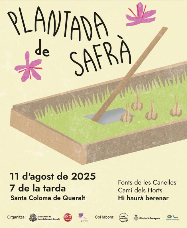 plantada safrà Festa Major de Santa Coloma de Queralt 2025 - Santa Coloma de Queralt